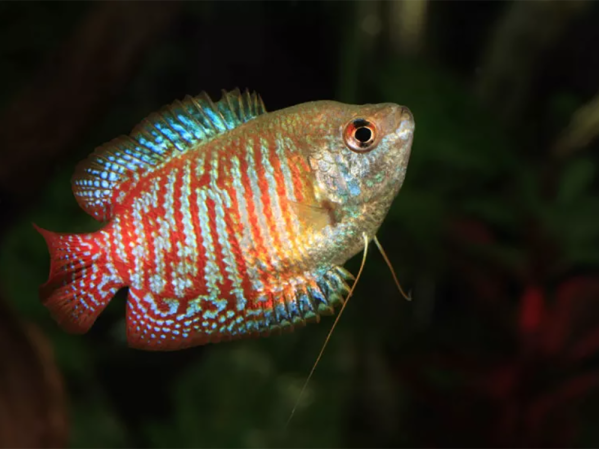 Why are my fish swimming at the top of the tank?