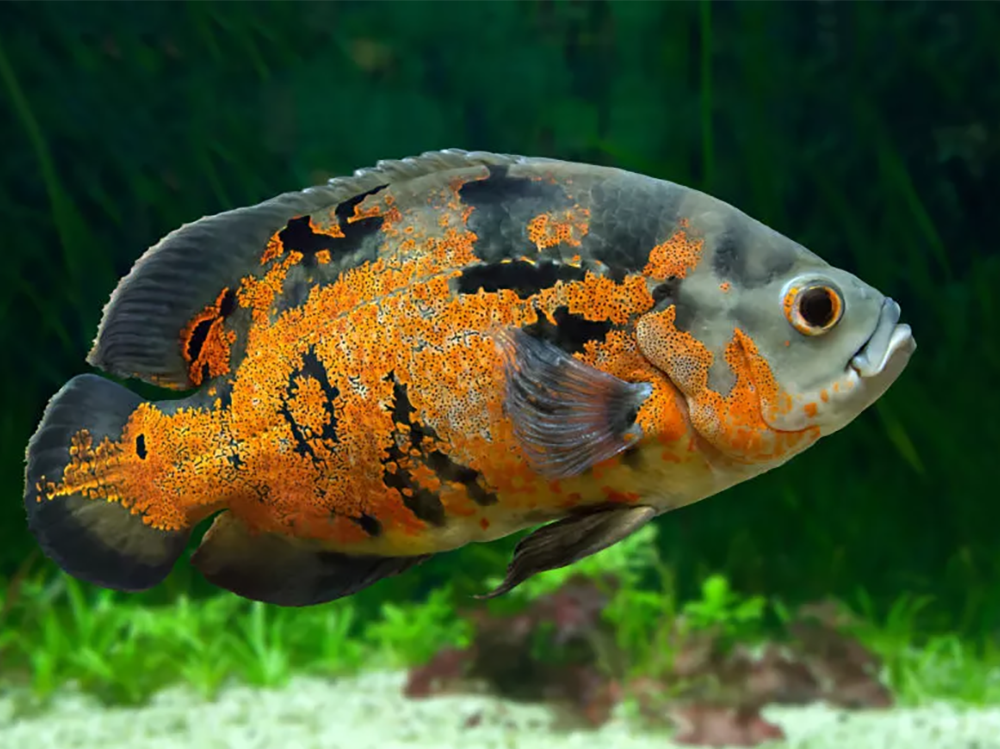 How long do tropical fish live?