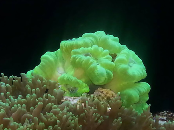 How to raise Calcium in a reef tank