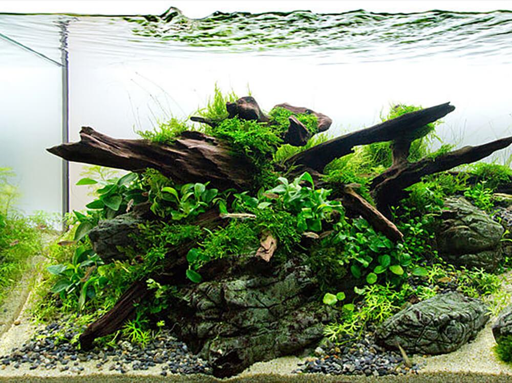 How to aquascape a planted tank - Help Guides