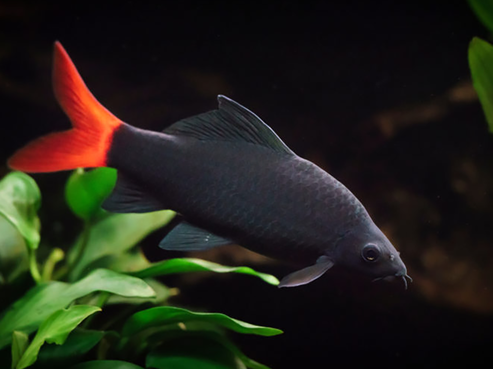 The swell guide to freshwater sharks