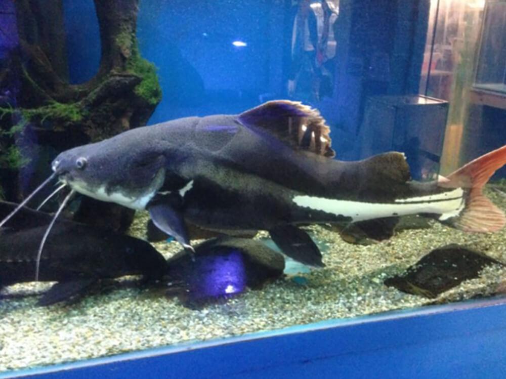 What is a tankbuster fish?