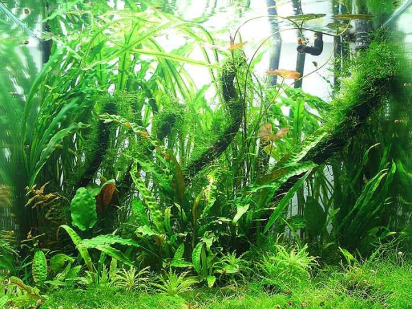 Artificial aquarium plants versus live aquarium plants. Real or Fake?