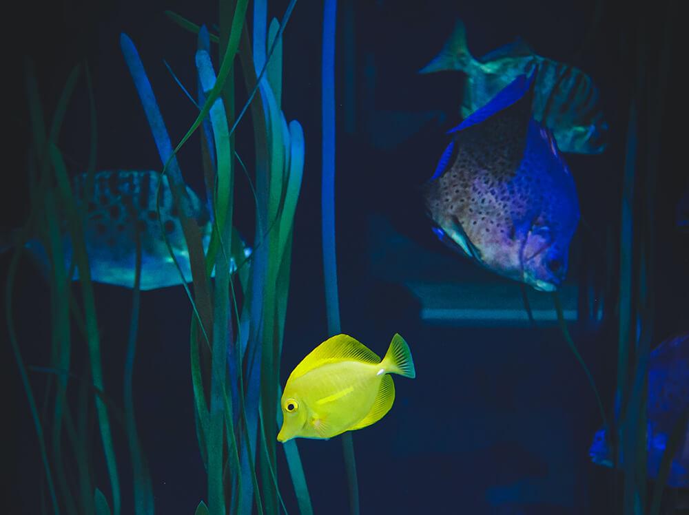 How long should aquarium lights be on for?