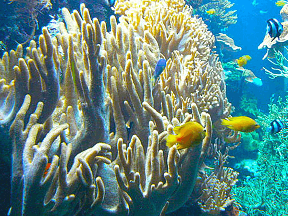Which corals are easy soft corals?