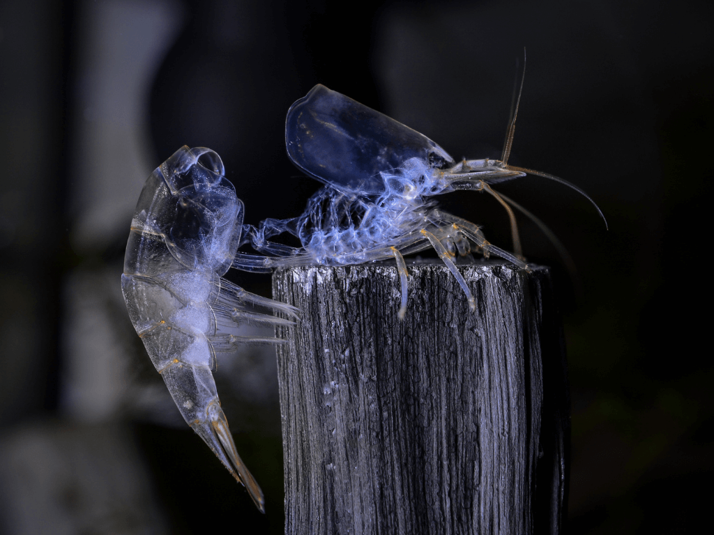 Are My Shrimp Dead Or Moulting?