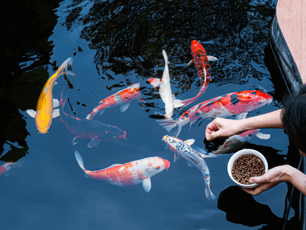 Koi Pond Filters: What Are They And How Do They Work?