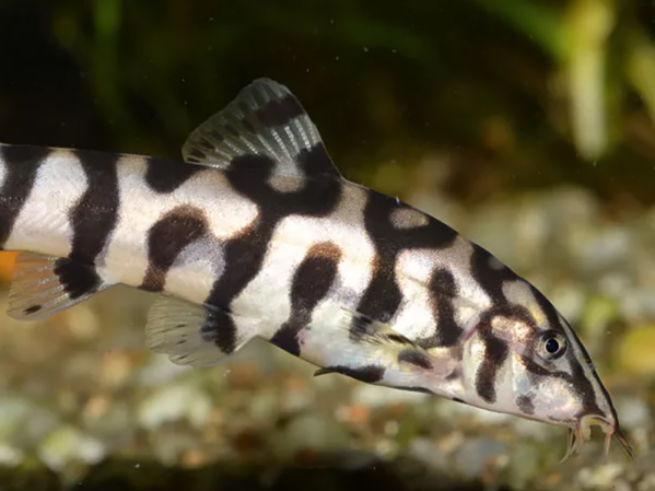 The Swell guide to loaches