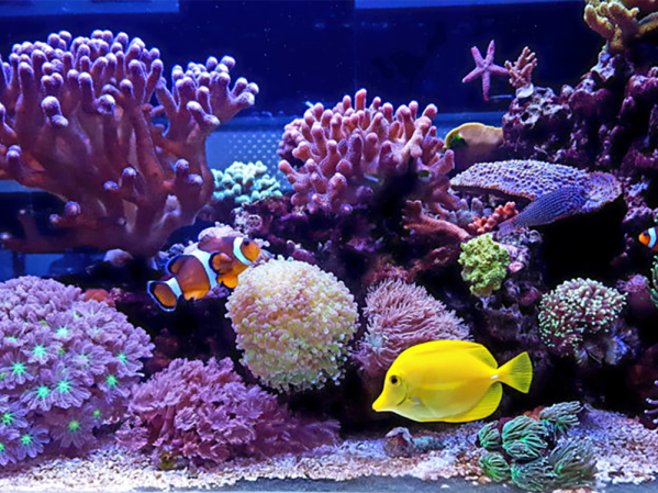 What do I need to set up a marine aquarium?