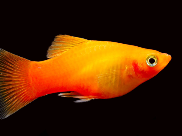 Ammonia and your fish tank – everything you need to know