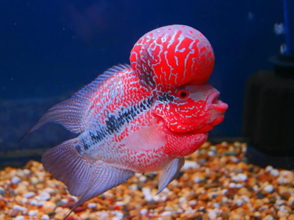 What are Flowerhorn cichlids?