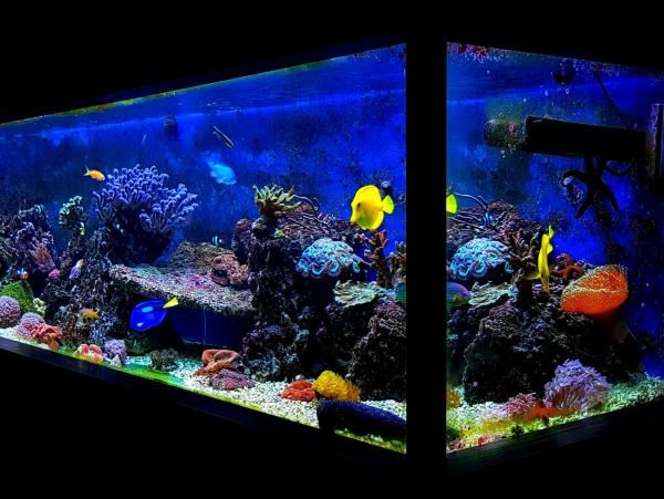 The Complete Swell Guide to Buying Live Aquarium Fish Online
