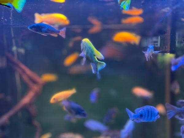 How many fish can I keep in my tank?