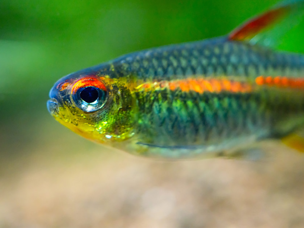How to keep tetras