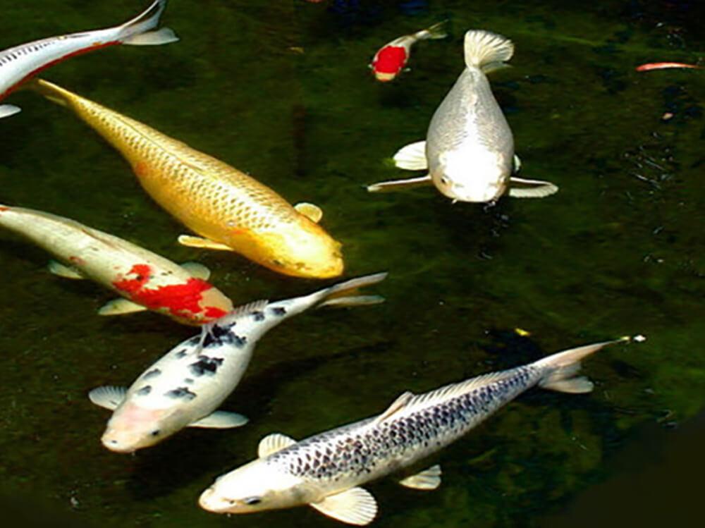 Parasites in your Pond