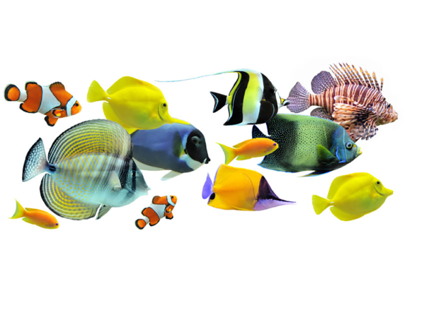 Which marine fish for best for new reefkeepers?