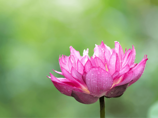 Pond Plants: A Beginner's Guide To Planting Your Garden Pond