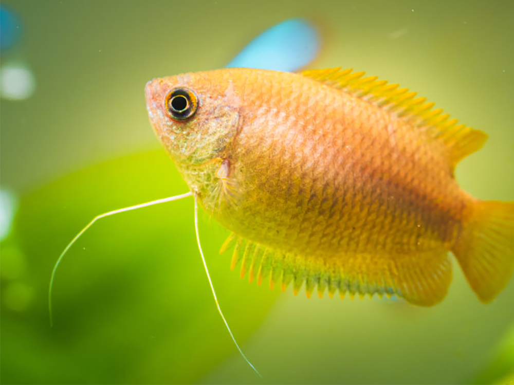 PPI Aquarium Fish Tank Net Fine White 5" X 4" (130mm X 115mm) - Aquarium Supplies From Discount