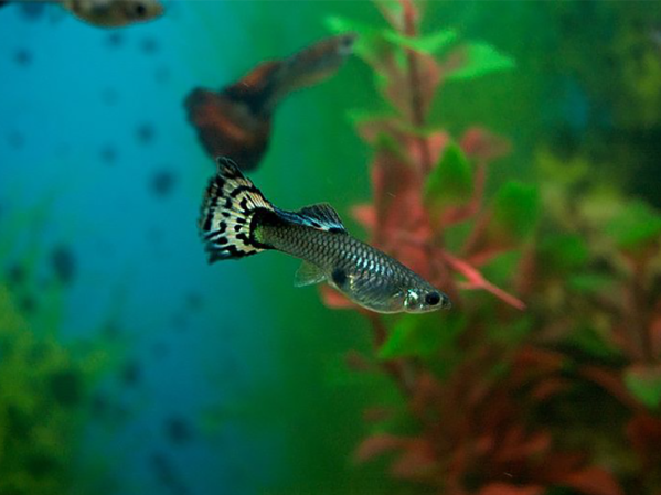 How long are tropical fish pregnant for?
