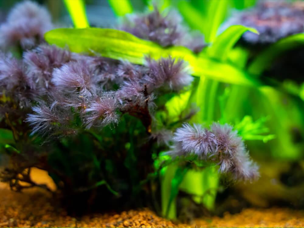 How to get rid of Black Beard Algae (BBA)