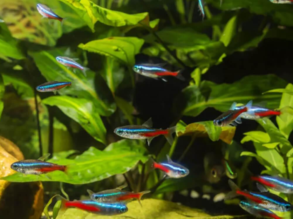 How to take care of Neon tetras
