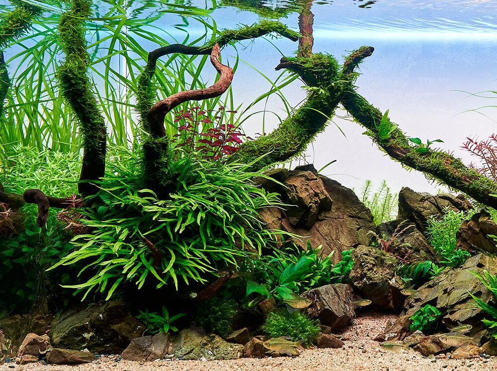 How to aquascape a freshwater aquarium