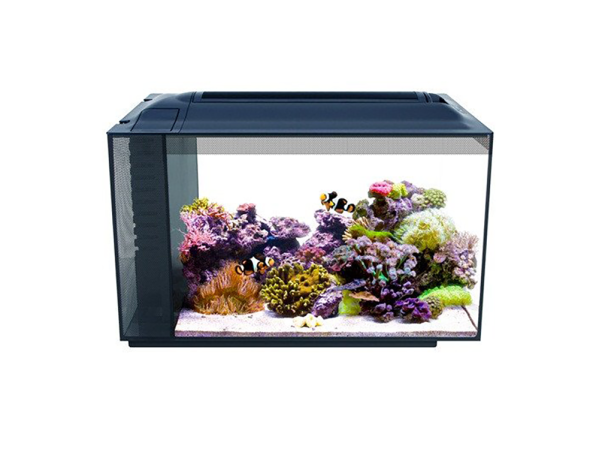 How many marine fish in a 60-litre tank?