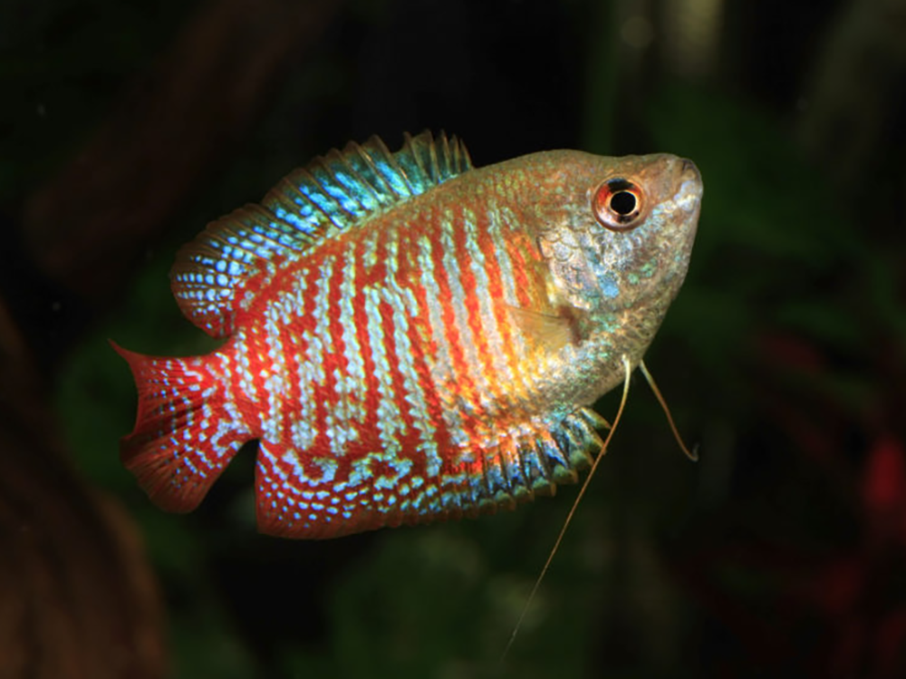 How to keep gouramis