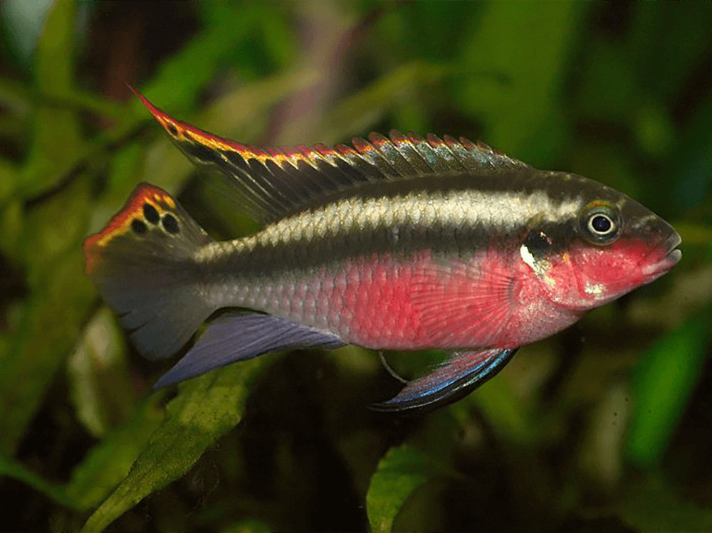 How to raise pH in aquarium water