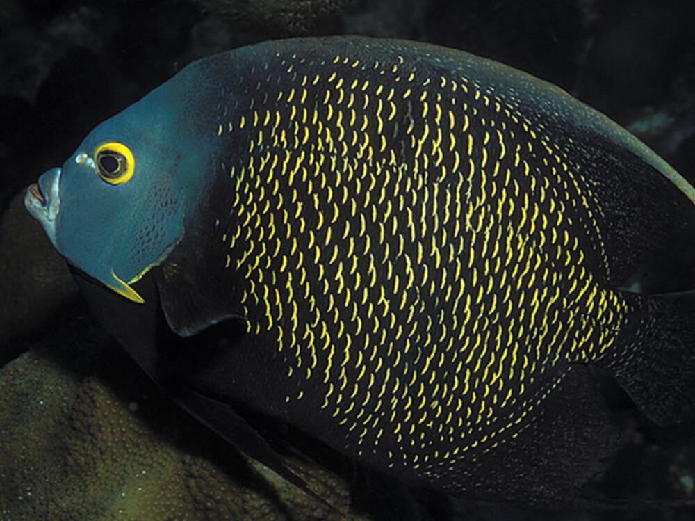 How to keep saltwater angelfish