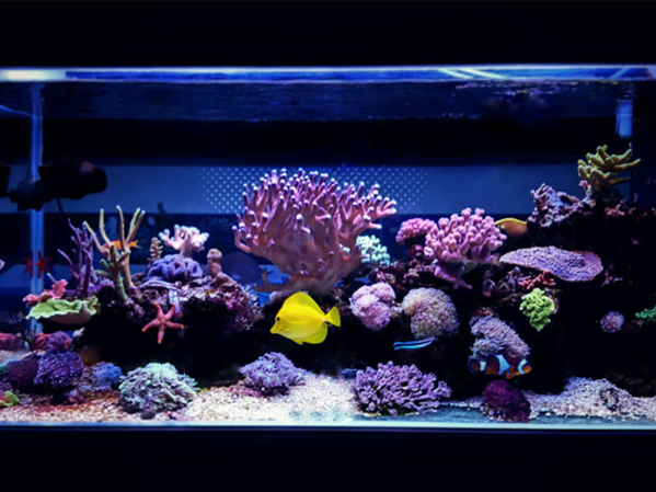 How to set up a reef tank