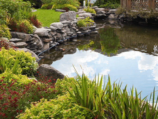 How To Build A Pond: A Step-By-Step Guide