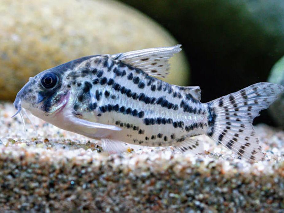 What tropical fish lay eggs on the glass?