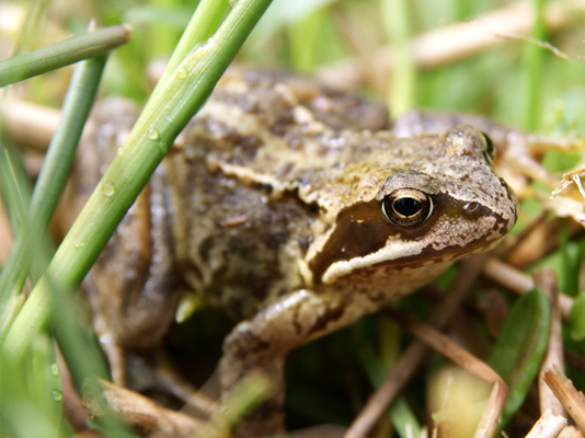 What should I do with a frog in my garden?