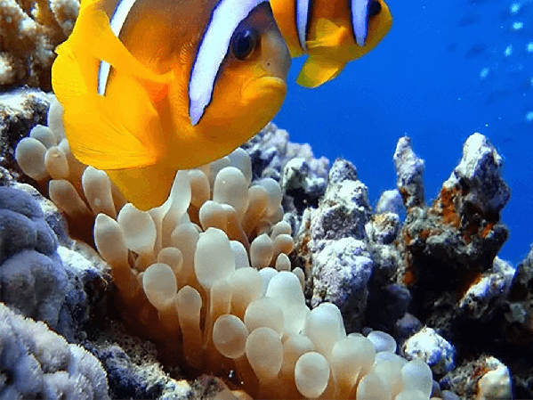 Frequently asked questions on marine tanks