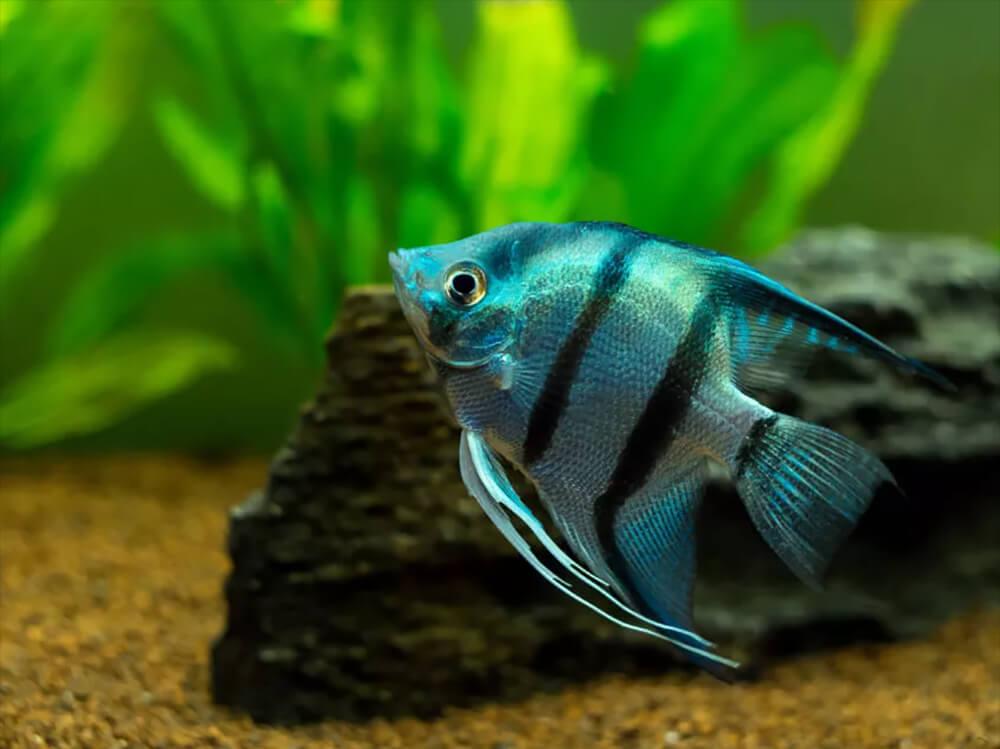What types of tropical fish can live together?