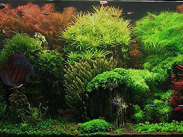 How to plant aquarium plants