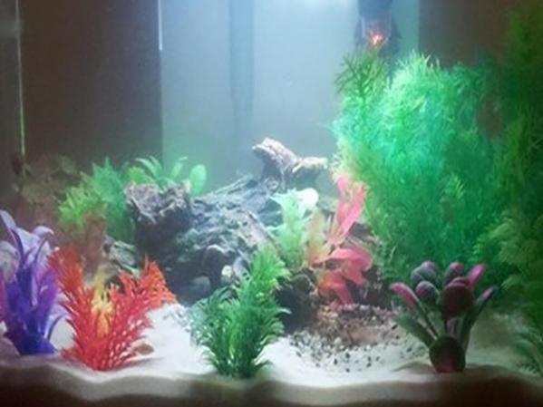 Why is my fish tank water cloudy?