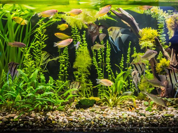 How to set up a tropical fish tank