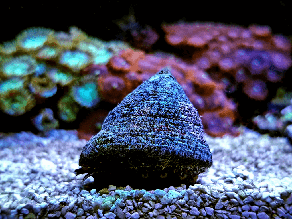 How do I get rid of hair algae in my reef tank?