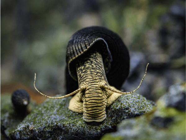 5 Reasons Why Aquarium Snails Are Great For Freshwater Fish Tanks