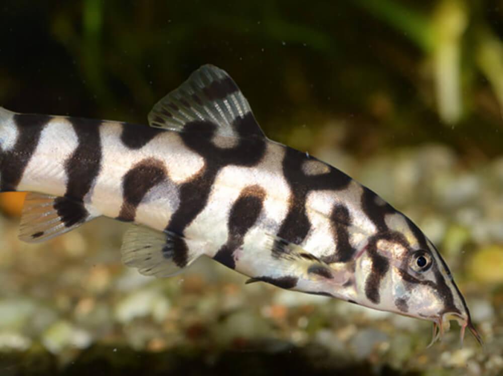 The best top, middle and bottom-dwelling tropical fish for aquariums