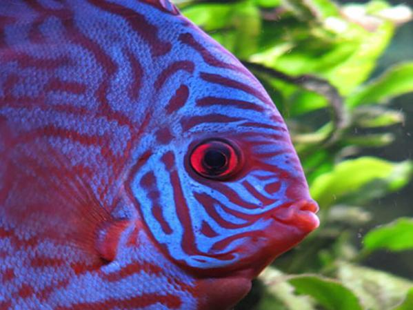 How to lower pH in your aquarium
