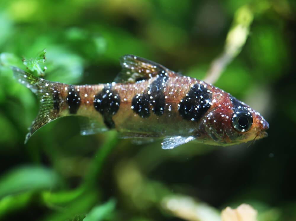 Common Fish Diseases and Treatments
