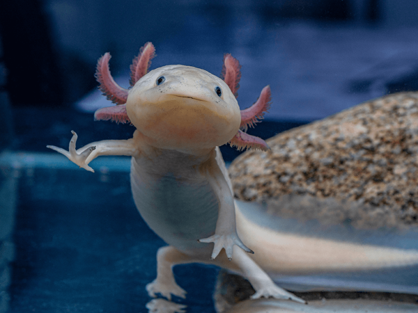 Axolotls: What Are They And How Do You Care For Them?
