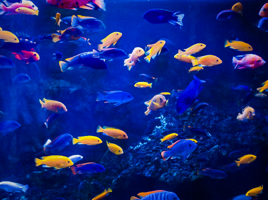 How to set up an aquarium for tropical fish