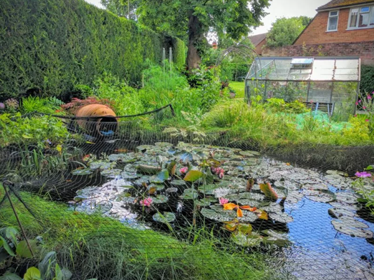 Frequently asked questions on ponds
