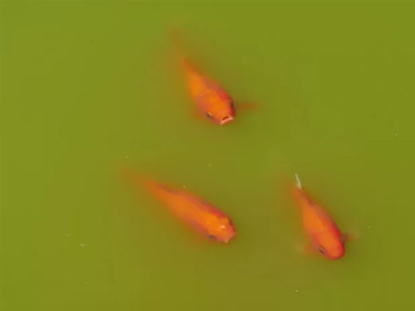 UV light for pond algae: how does it work and why use it?