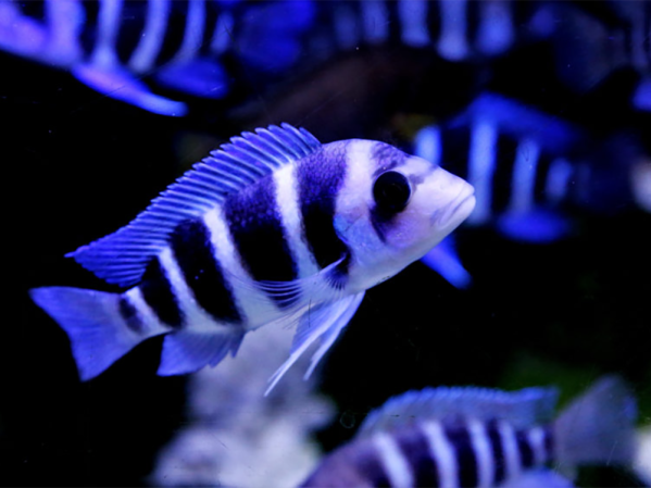 What causes high pH in a fish tank?