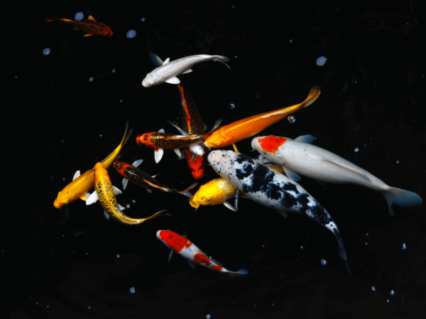 Pond Fish: A Beginner's Guide To Common UK Varieties